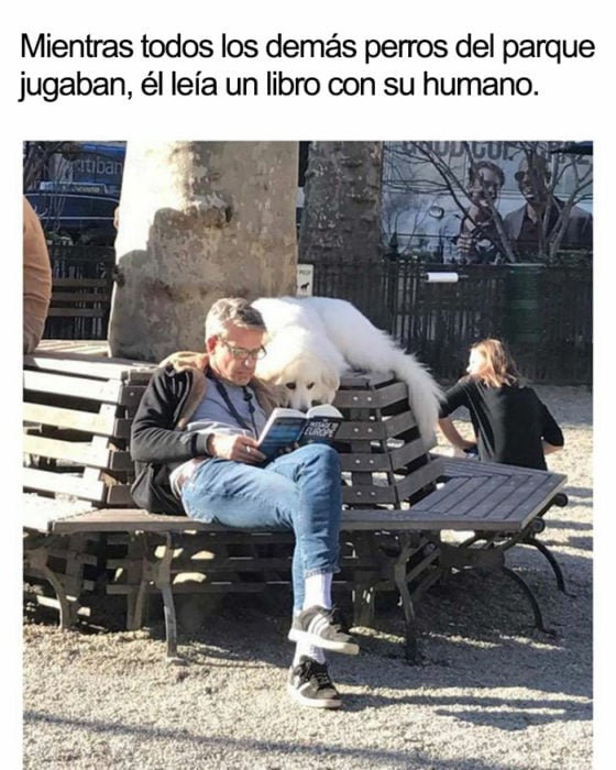 Soy un perro culto