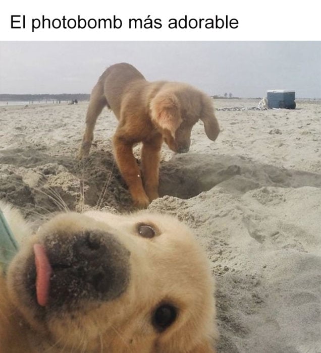 hey amigo, sonríe para la foto