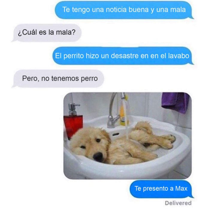 perro desastre mensajes sorpresa