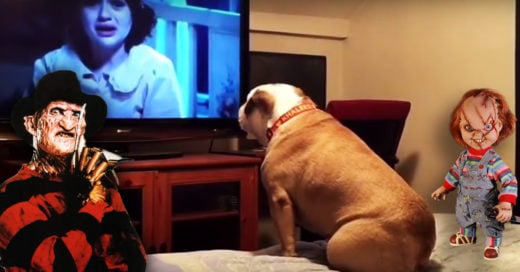 Cover Mira como esta bulldog reacciona al ver una película de terror