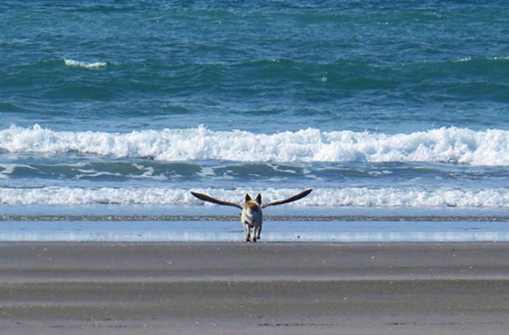 Perrito que parece tener alas por gaviota en la playa