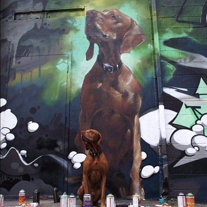 Perro que parece haber posada para el grafitti detrás de él