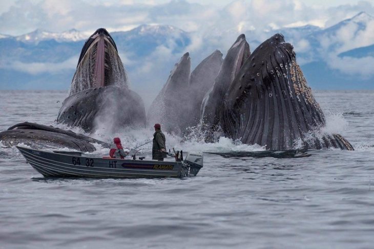 pescadores rodeados de ballenas grises