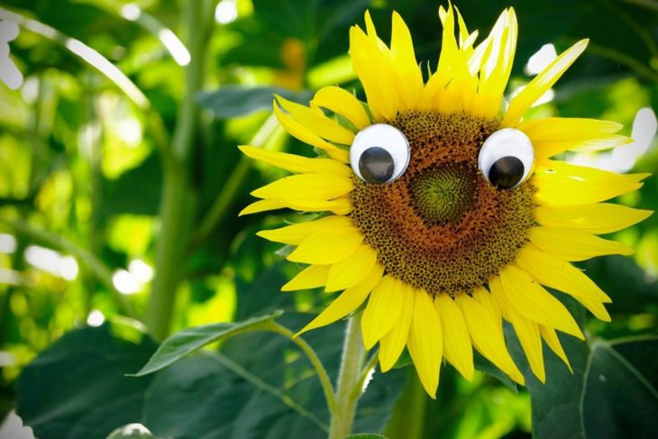 Girasol con eyebombing