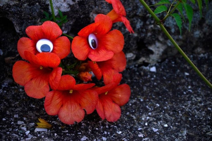 flores rojas con ojos locos