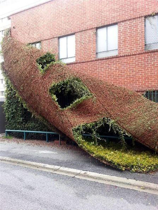 edificio perfecto capa de musgo