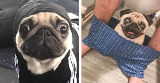 Cover Este pug se niega a que su dueño entre solo al baño