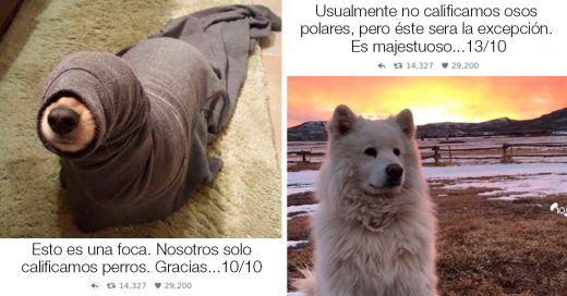 Cover 20 Tiernas fotos "Nosotros solo calificamos perros" que te harán morir de risa