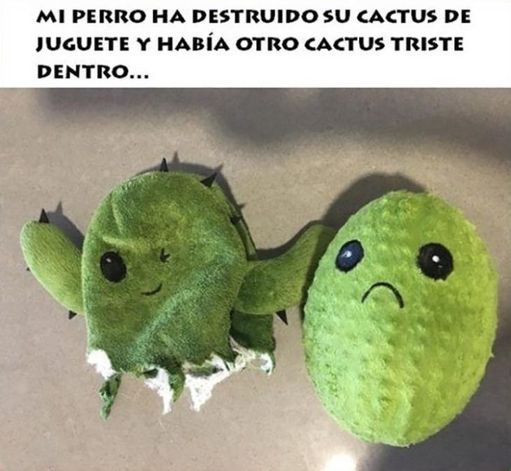 cactus triste dentro de juguete de cactus