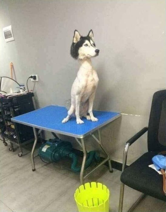 Perro con un nuevo corte