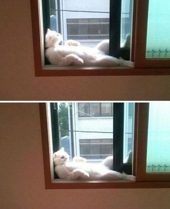 gato en pose sobre una ventana