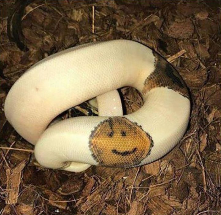 serpiente con una sonrisa como marca natural