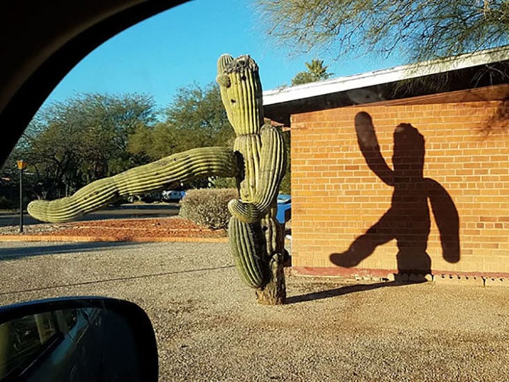 Extraño cactus proyecta sombra como si saludara