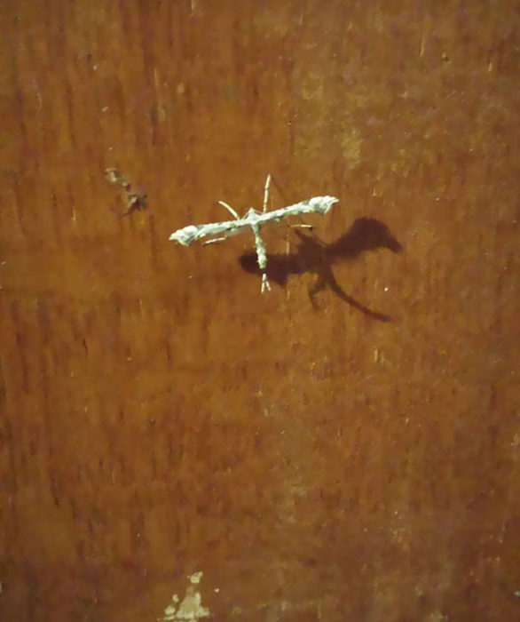 Insecto refleja sombra en forma de dragón