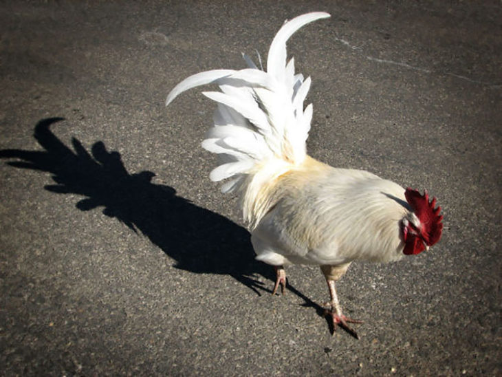 la sombra del gallo tiene forma de piña