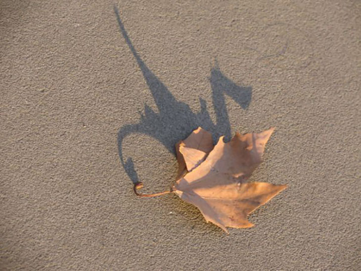 hoja tirada en el suelo que su sombra forma un dragón