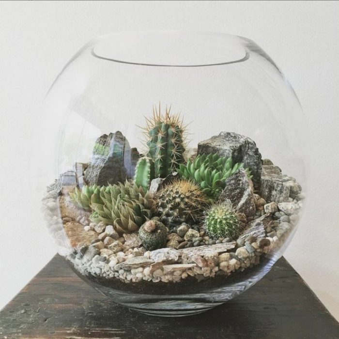 pecera con cactus para hacer un terrario