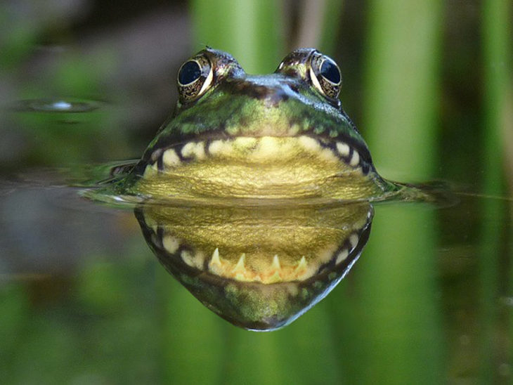 rana que con el reflejo parece que tiene una gran mandibula