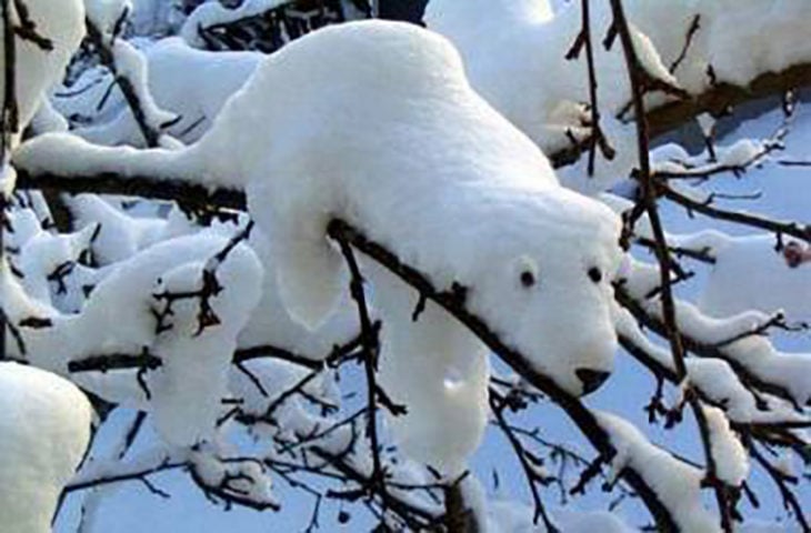 nieve con forma de oso polar