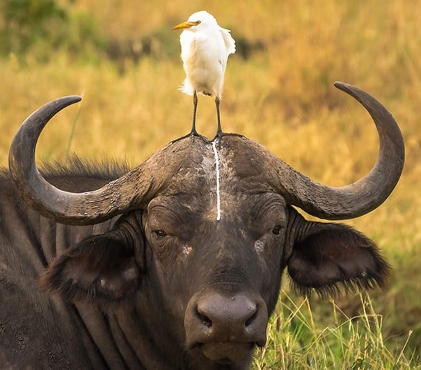 pájaro le hace popó al búfalo 