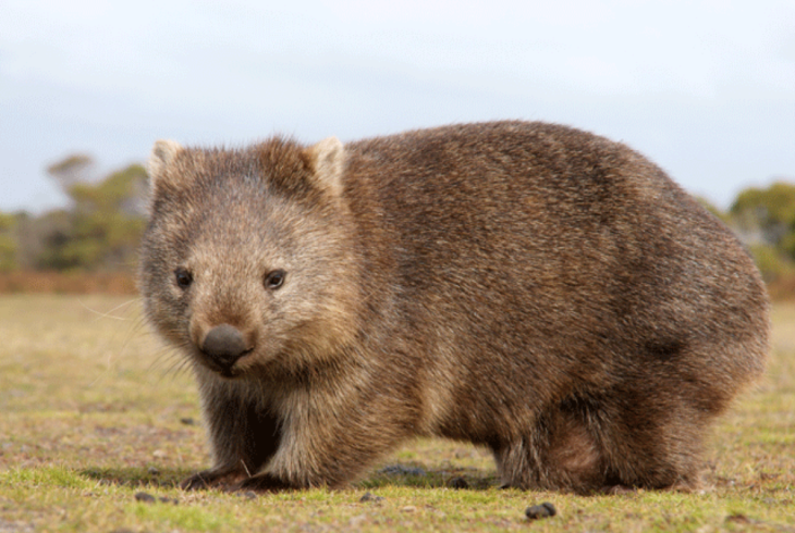 wombat animal raro