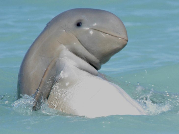 delfin raro