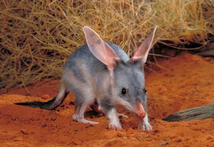 bandicuts animal raro