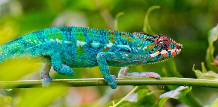 lagarto azul