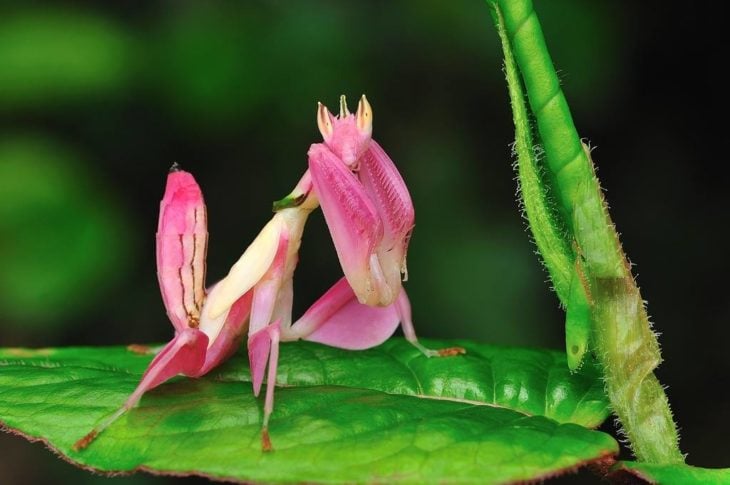 mantis orquídea