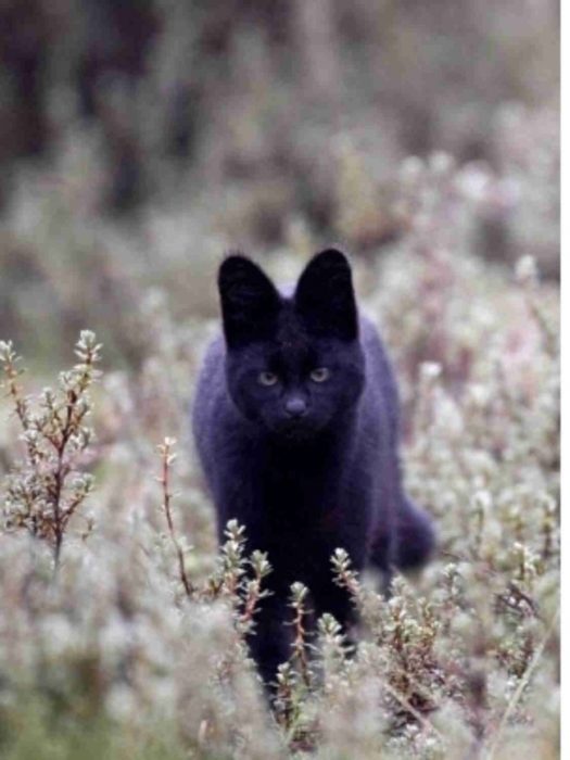 gato de color negro