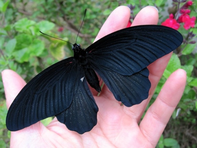 mariposa negra