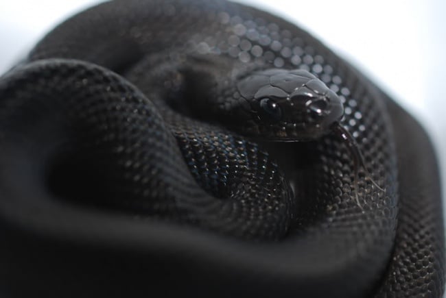 serpiente negra