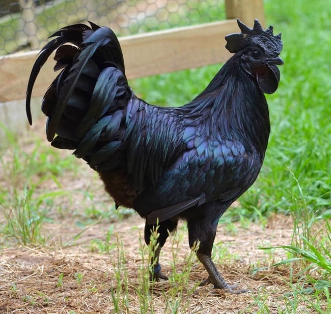 gallo negro