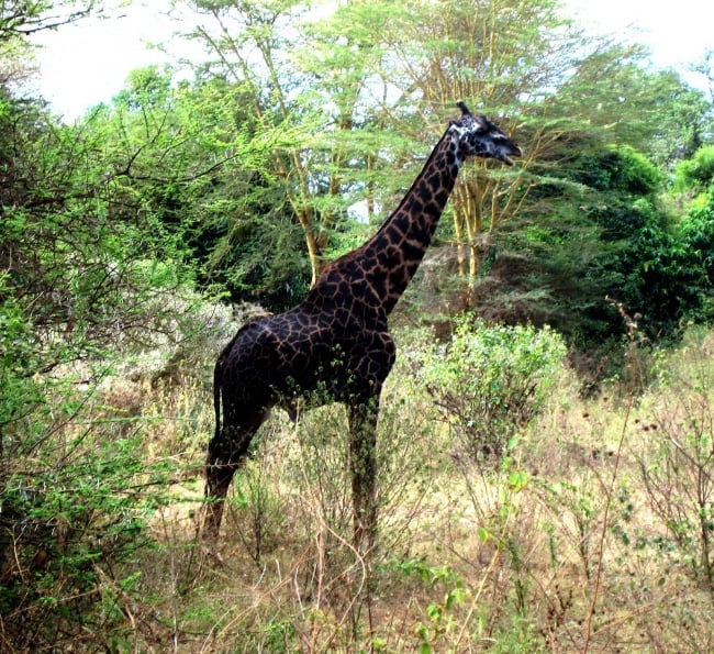jirafa color negro