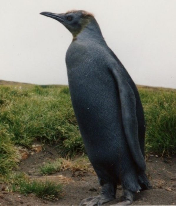 pingüino negro
