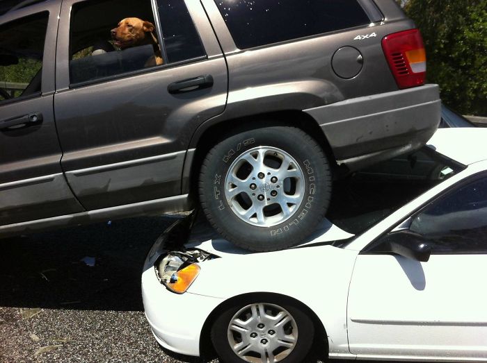 Perro asomado en carro accidentado 