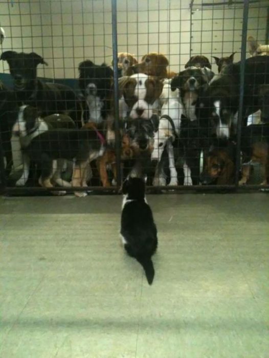 Gato parado frente a muchísimos perros. Ellos están en una jaula 