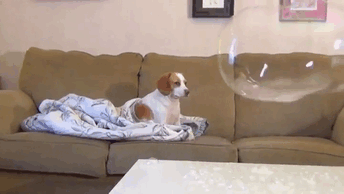 Gif perro no se inmuta frente a bomba de jabón 