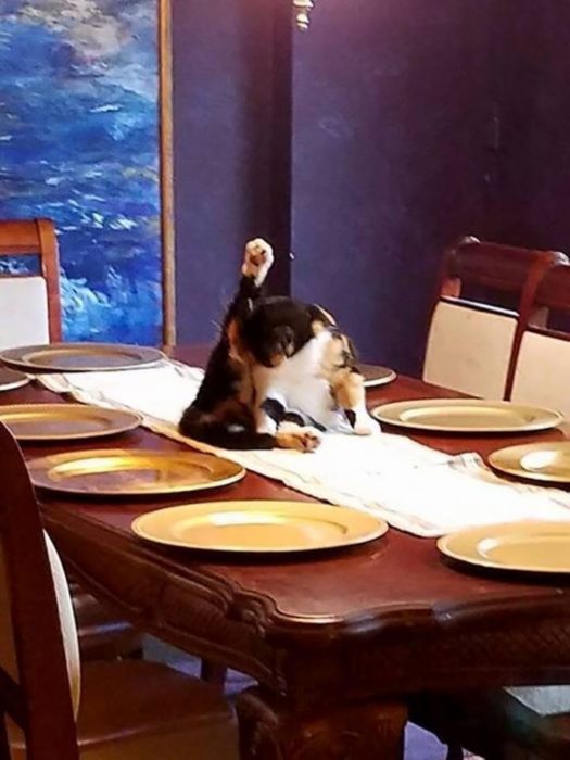 Gato lamiéndose sobre el comedor 