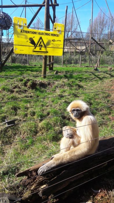 Chango recargado en cerca eléctrica