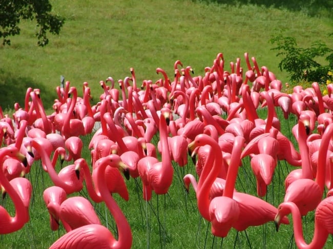 más flamingos que personas 