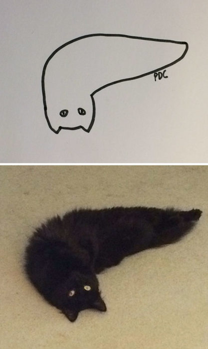Dibujos realistas gato - en la alfombra