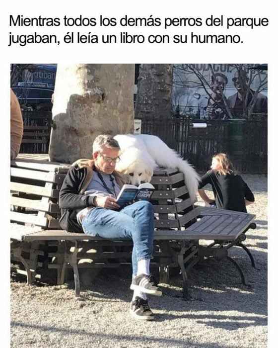 Perro leyendo