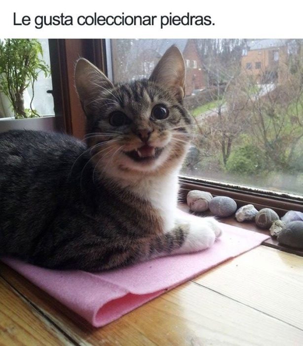 Gato feliz