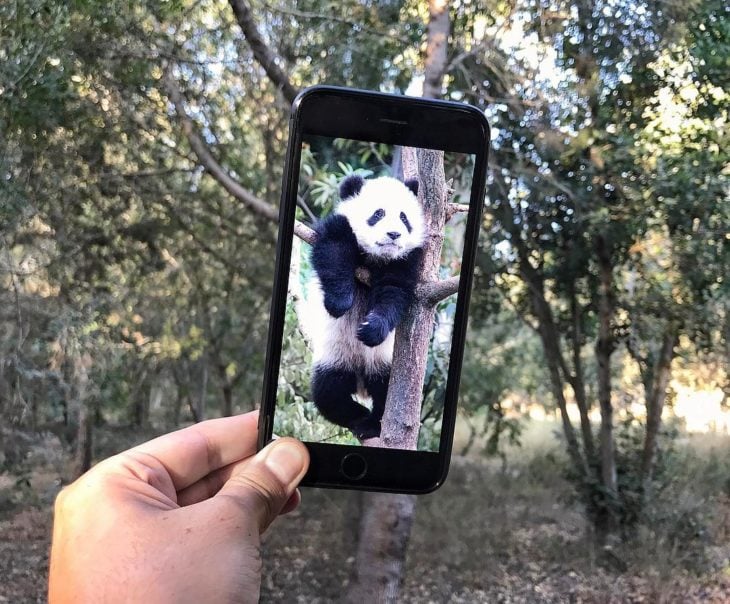 Panda en árbol 