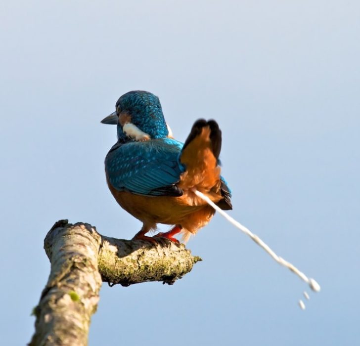 Pájaro haciendo popó