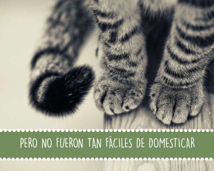 patitas de gato