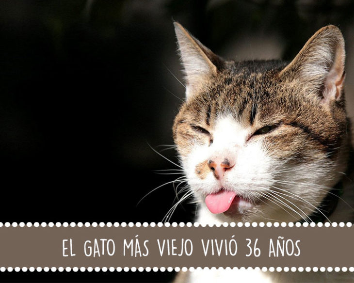 gato viejo