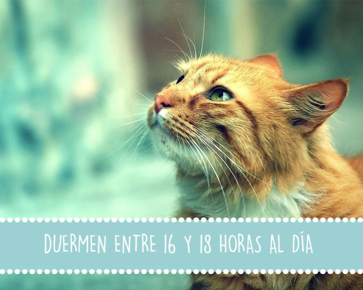 gatos duermen