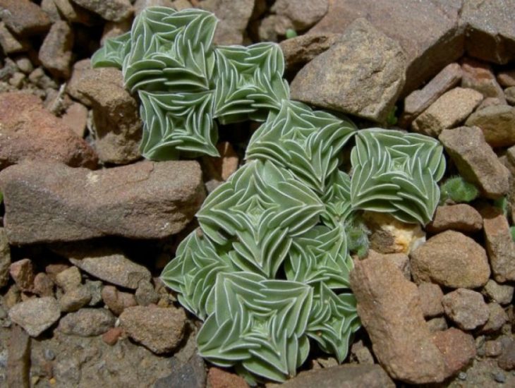 Gentiana urnula